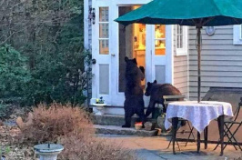 Bears in someone's backyard. This photo is taken from an online petition on change.org that hoped to save bears in the Hanover area. (JED WILLIAMSON)