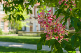 UNH campus in spring