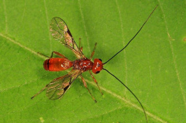 a braconid wasp on a leaf