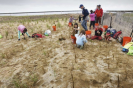 Molin Upper Elementary School fourth-graders help plant dune grass on Plum Island