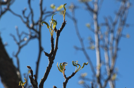 tree branch with buds