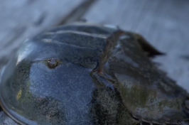 a horseshoe crab