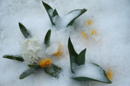 ice coating spring flowers (Photo: Jonathan Ernst/Reuters)