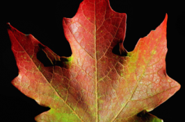 a colorful maple leaf
