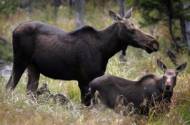 a NH moose with calves