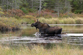 Moose at the Nulhegan Basin Division of the Silvio O. Conte National Fish and Wildlife Refuge in Vermont. (Photo: David Govatski/USFWS, Flickr CC BY 2.0)