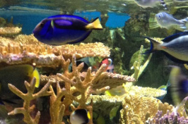 fish at the New England Aquarium