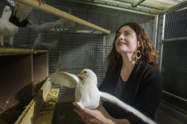 UC Davis biologist Rebecca Calisi with pigeons (Credit: Gregory Urquiaga/UC Davis)