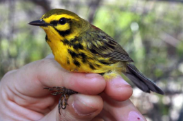 This May 2016 photo provided by Matt Tarr shows a prairie warbler in southeastern New Hampshire. Scientists will be banding scores of song birds in 2017 like the prairie warbler to better understand how they are using forests in New Hampshire and Maine that have been changed either by transmission lines or logging. Matt Tarr via AP