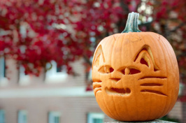 pumpkin carved like a UNH wildcat