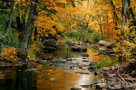 a river in autumn in NH