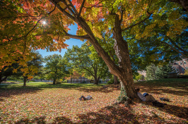 UNH students lying under trees on Thompson Hall lawn in autumn