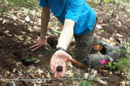 UNH doctoral candidate Ryan Stephens finds a truffle in the Bartlett Experimental Forest