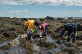 UNH Cooperative Extension Seaweed Mania Workshop members collecting seaweed