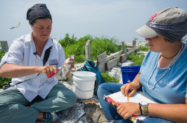 UNH researcher Liz Craig is leading a research team on White Island and Seavey Island to look at the only Tern colony in New Hampshire