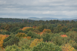 Landscape view of forest with mountains in distance