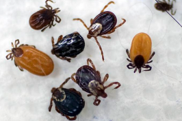 Ticks are displayed that were collected by South Street Veterinary Services in Pittsfield, Mass., on May 15, 2017. Tick numbers are on the rise across New England this spring, raising the prospect of an increase in Lyme and other diseases. Ben Garver / Berkshire Eagle via AP file