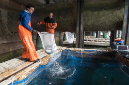 Daniel Tauriello of UNH and Gunnar Ek take UNH raised steelhead trout out of holding pens under the Judd Gregg Marine Research Complex.