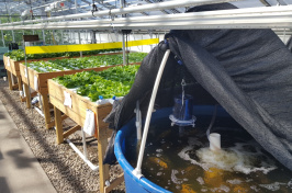 UNH lettuce grown with an aquaponic system