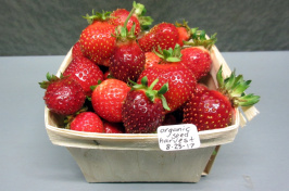 a quart of organic seed harvest strawberries