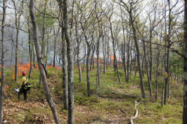 prescribed fire use in a forest