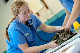 UNH student with a cat in the PAWS clinic, part of the veterinary technology program