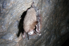 A deadly fungus was found on three species of hibernating bats in six different Texas counties. Although biologists confirm none of the animals have contracted the white-nose syndrome thus far, all efforts are made to minimize the threat. (Pixabay)