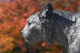 Wildcat Statue