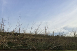 trees destroyed after Hurricane Maria along Route 66 in the El Yunque National Forest