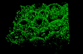 3d microscope image of skin cells