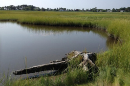 A salt marsh in the Little River estuary in North Hampton. The tree stump is likely an Atlantic White Cedar from pre-settlement times. (Photo courtesy of David Burdick, Jackson Estuarine Laboratory)