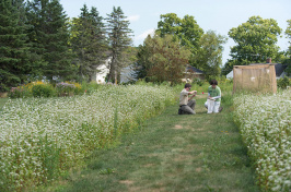 UNH student researchers catching bees in a field