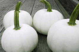 The Blanco white pumpkin variety, developed at UNH. Credit: Harris Seeds