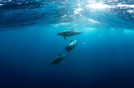 dolphins swimming in the ocean