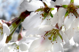 flowers on campus