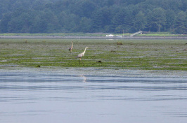 image of the great bay, photo credit: NHPR