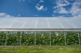 A UNH greenhouse on a blue-sky day
