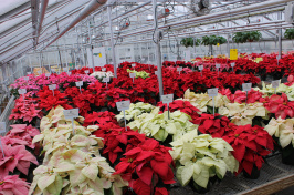 Poinsettia on display at the Thompson School Poinsettia Open House