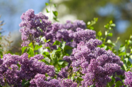 lilacs on campus