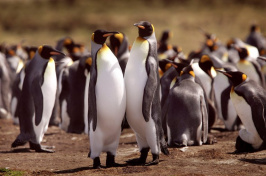 a group of king penguins