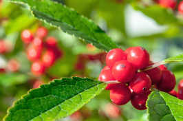 detail of red berries 