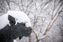 The UNH Wildcat statue with snow on top 