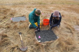 UNH students conducting a field experiment on an area salt marsh