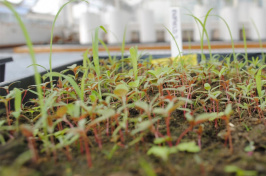 weeds from northern New England growing in a planter