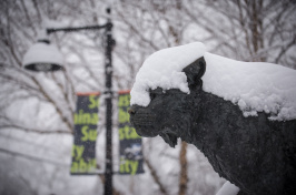 UNH Wildcat with snow on snout