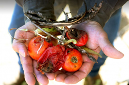 Tomato plant killed by dicamba weed killer