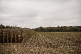 corn fields