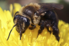 bee on flower