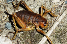 Cook Strait female giant weta 