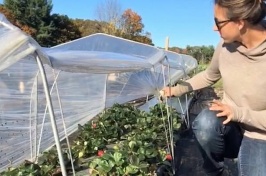 greenhouse worker checking strawberries